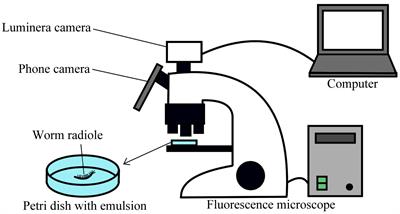 Oil Droplet Capture and Ingestion by Filter-Feeding Sabellid and Serpulid Polychaetes